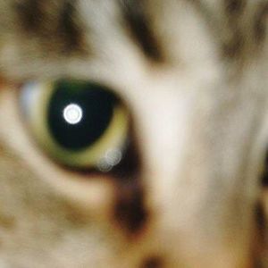 Meet your Posher, Sandy